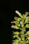 Slender wild basil